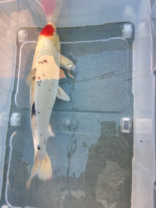Carpa koi japonesa