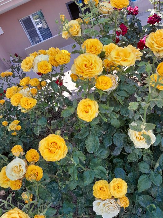 Продам участок в Аркадии. 5 соток. Под жилую застройку.