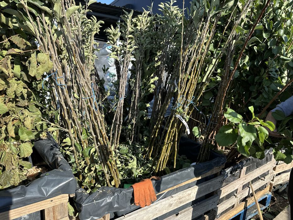 Саджанці плодових дерев та ягідних кущів