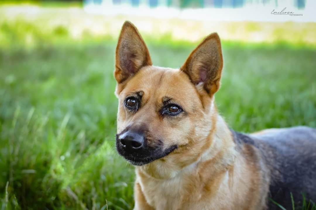 Piękna sunia w typie owczarka niemieckiego szuka kochającego Domu!