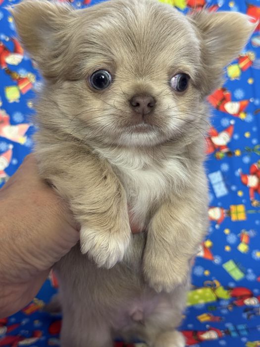 Мальчик чихуахуа дл. ш.