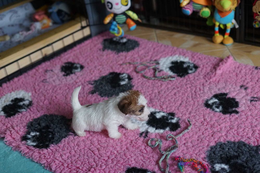 Jack Russell Terrier ZKwP piesek FCI