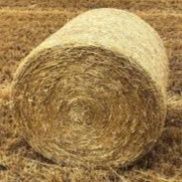 Bele słomy 120 cm