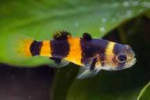 Babka złota Brachygobius xanthozonus babki rybki akwariowe