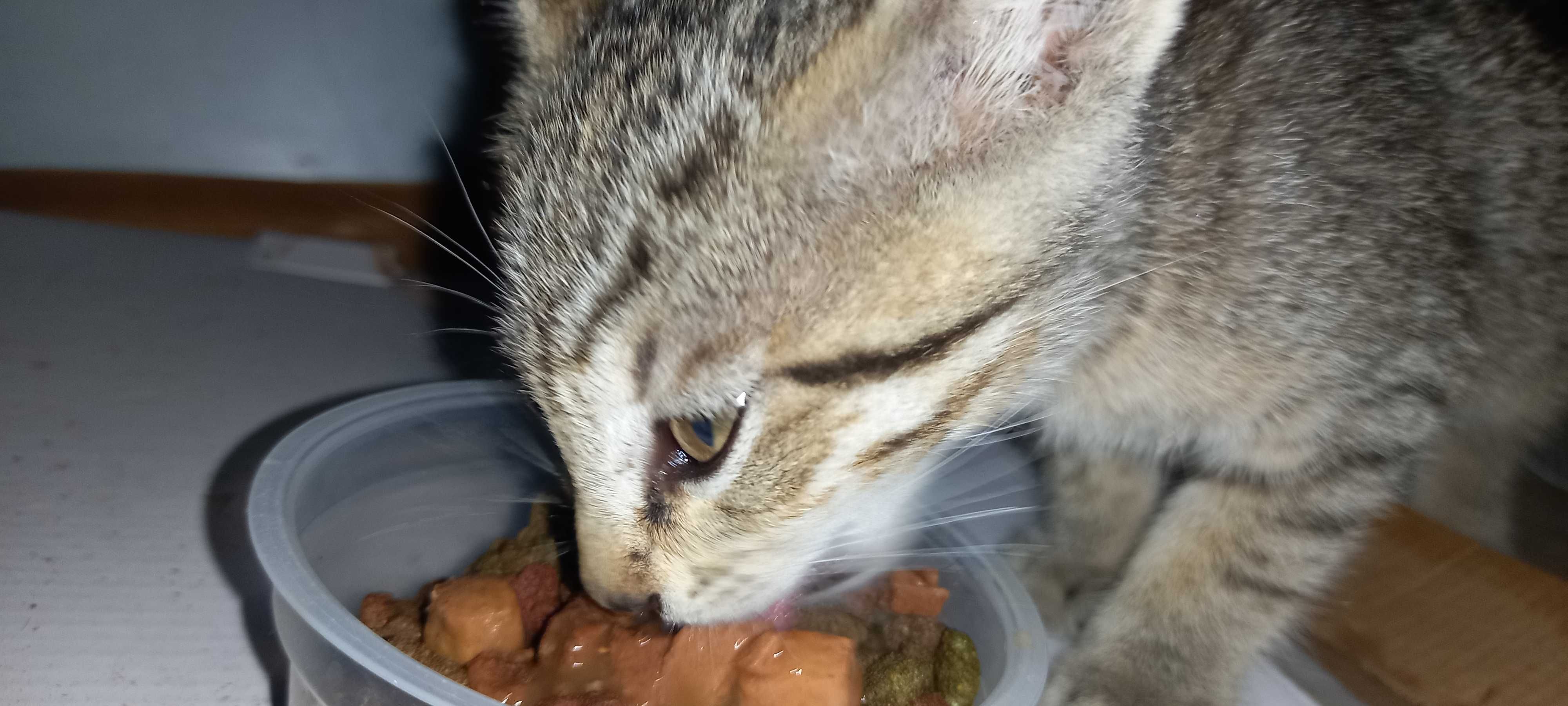 Gatinho de 2 meses (aproximadamente)