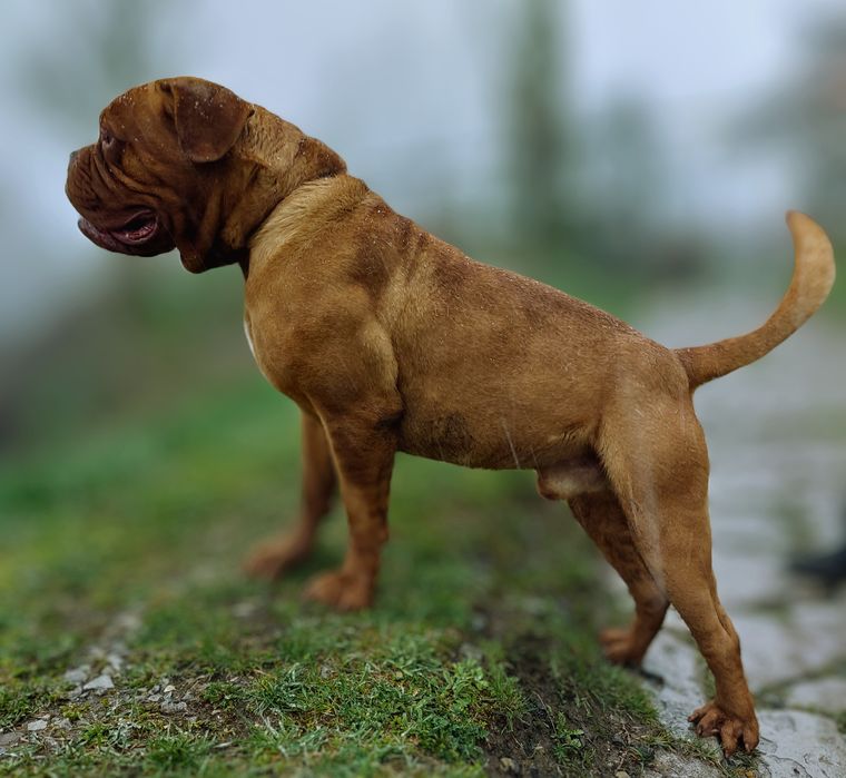 Бордоский дог | Собака | Вязка | КСУ