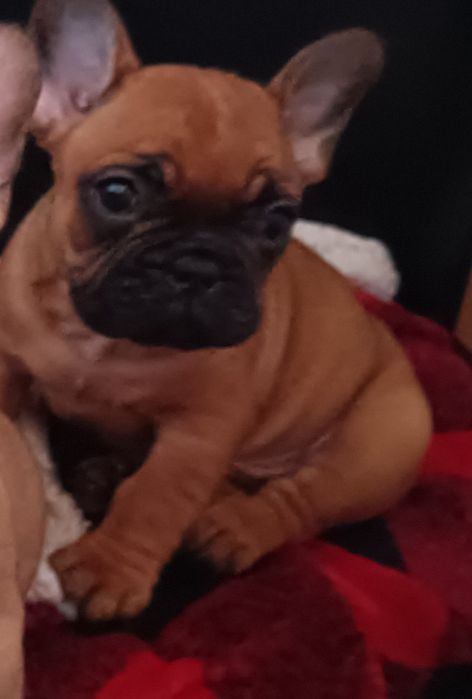 Bulldog francês Macho lindo