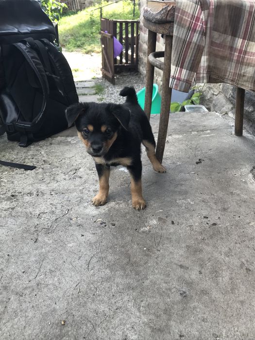 Цуценя віддам в добрі руки