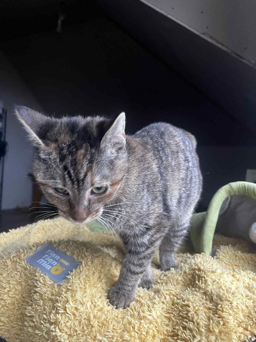 Fela kotka do adopcji