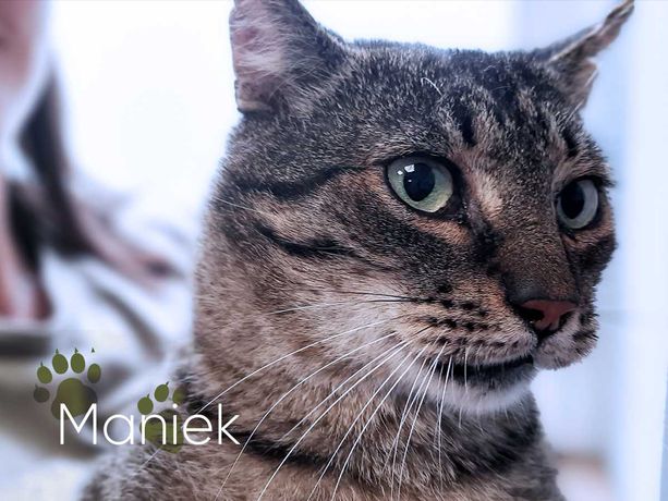 Maniek - koci kawaler szuka kochającego domu
