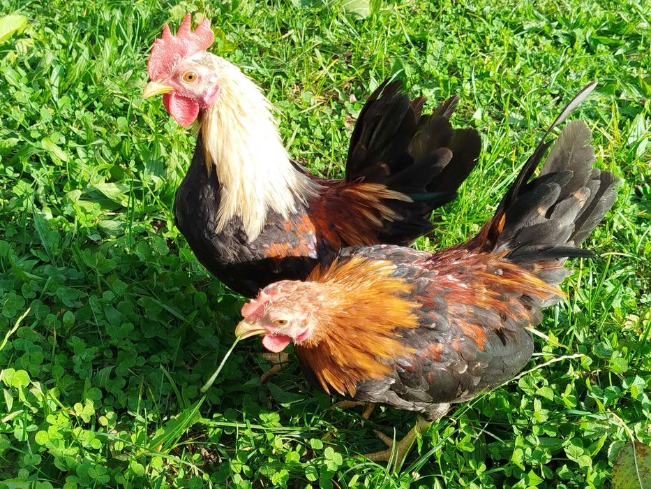 Serama, seramy koguty