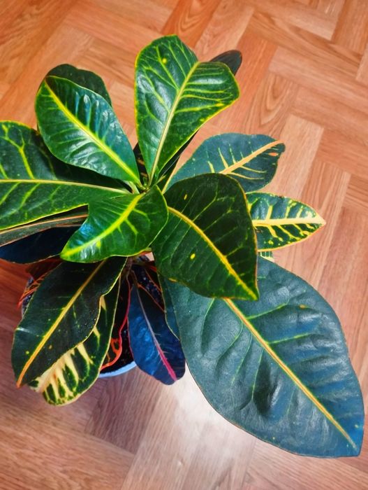 Кротон Петра дорослий