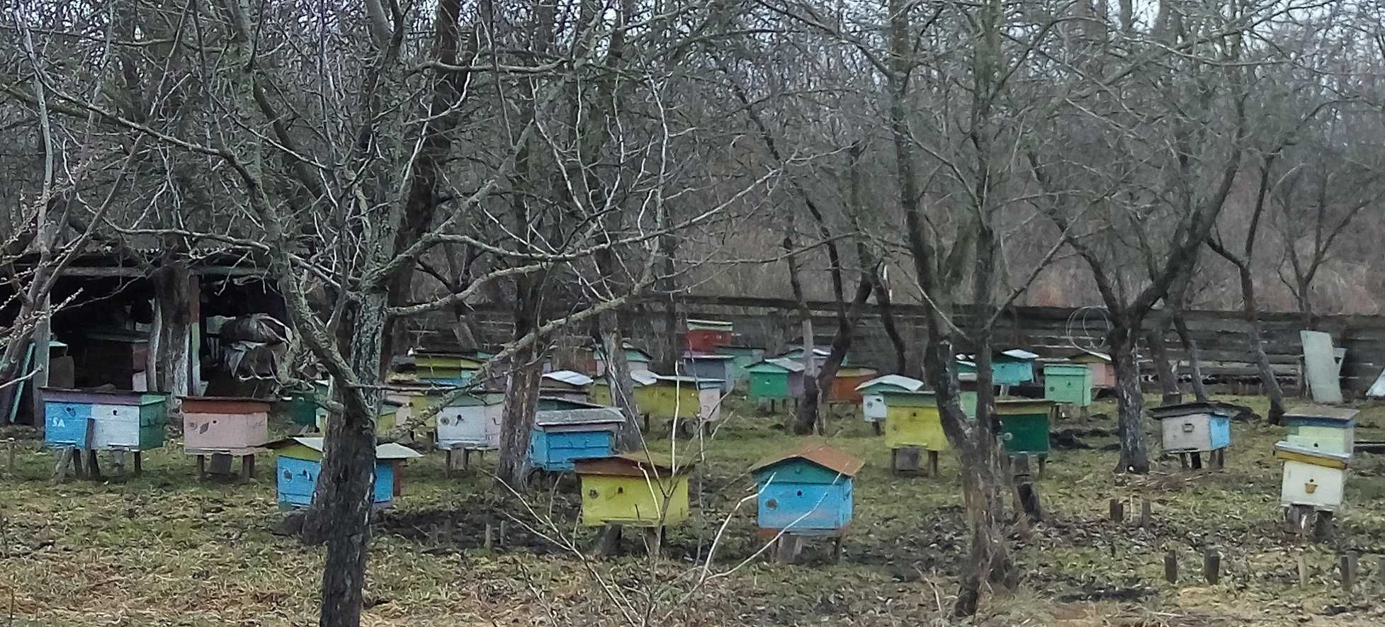 Пчелопакети ( Бджолопакети ) , пчелосім'ї.