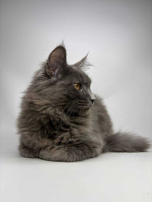 Неймовірний димчастий котик мейн-кун зі всіма документами WCF