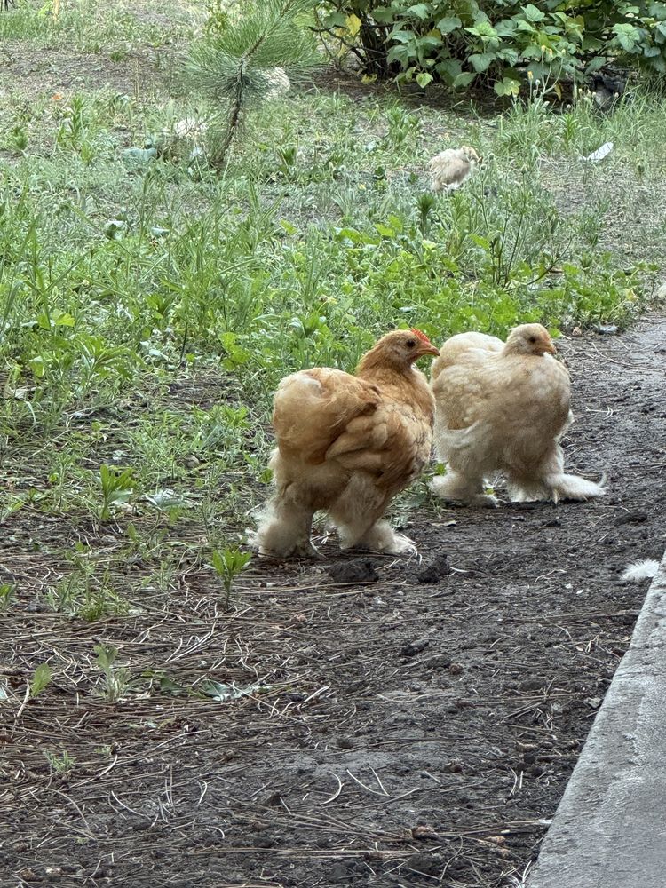 карликовий кохінхін