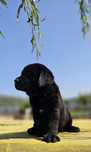 labrador retriever de alta qualidade