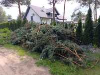 Gałęzie idealne na ognisko oddam