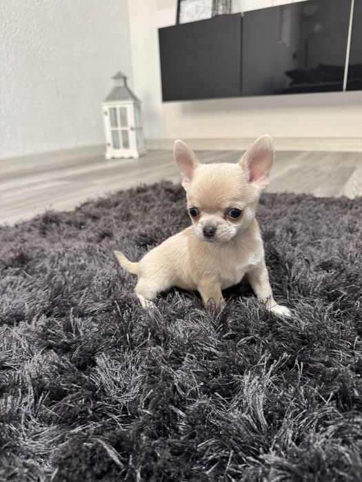 chihuahua krótkowłosy piesek