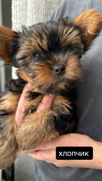 Йоркширский терьер