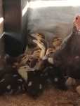 Patos mistura de mudos com marrecos