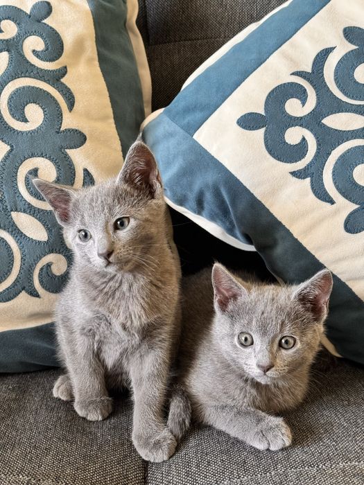 Kot Rosyjski Niebieskie