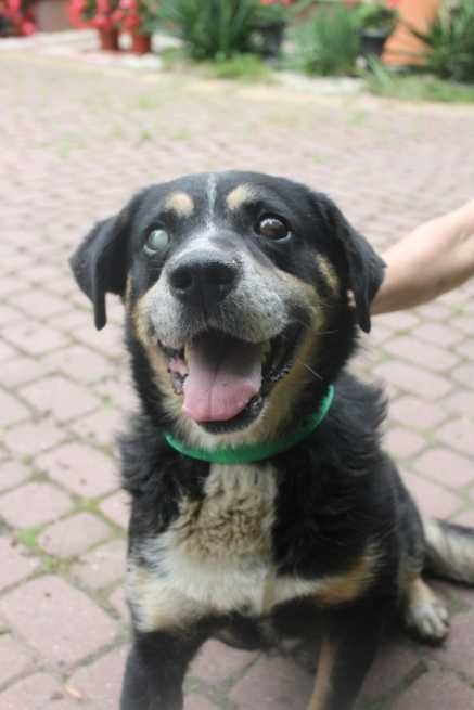 Astor Pies do adopcji