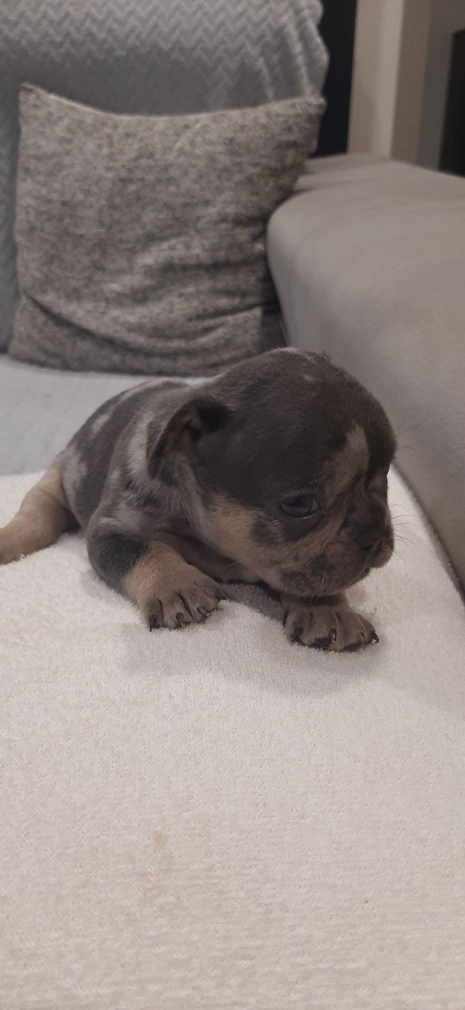 Bulldog  blue merle tan