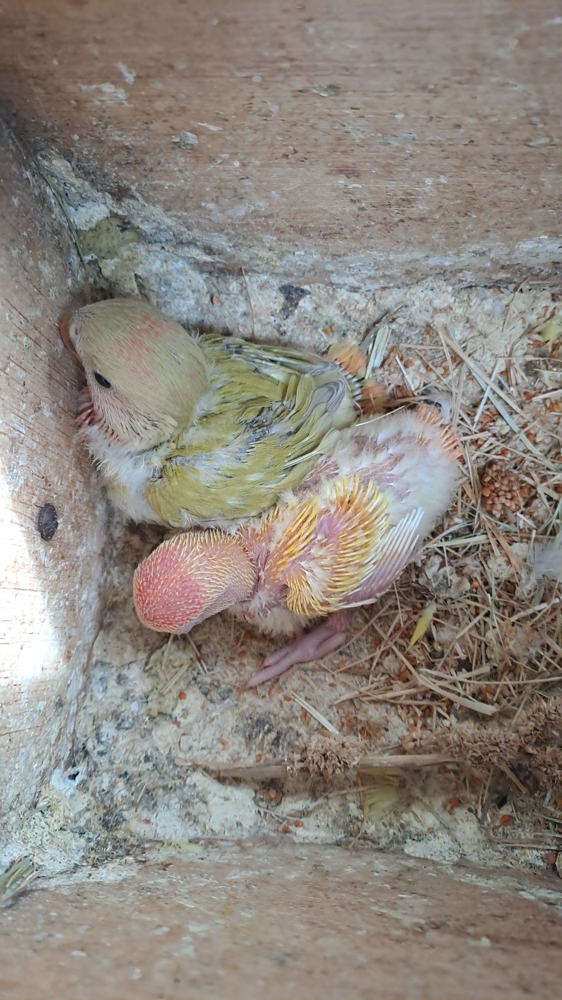 Agapornis rosicolis