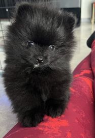 Pomeranian, szpic mniaturowy, mały miś