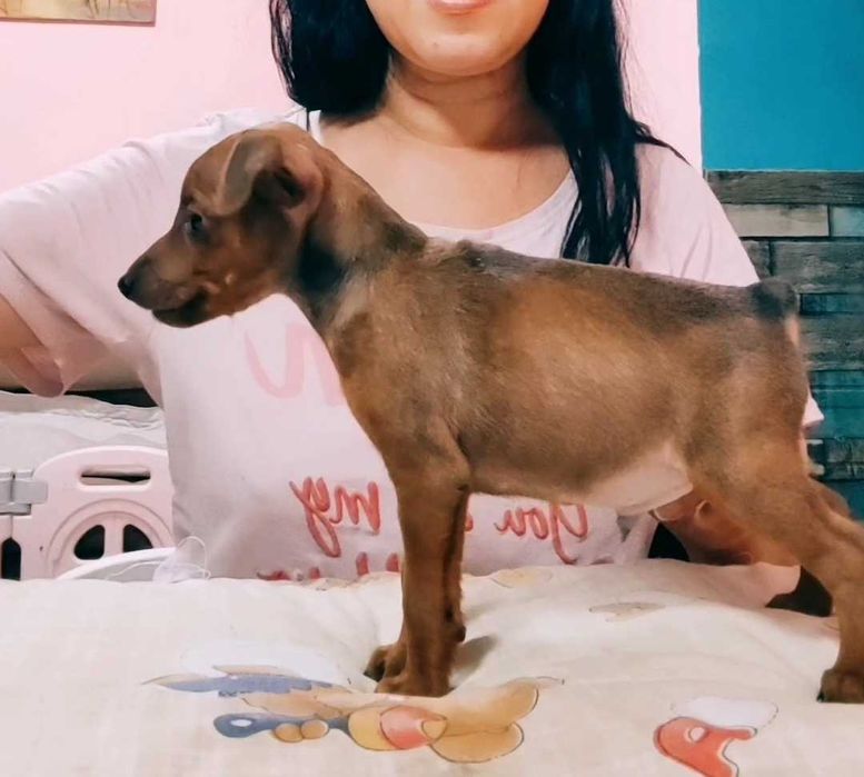 Гарний малюк цвергпінчера, 1.3 місяця