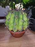 Ferocactus kaktus kolekcjonerski