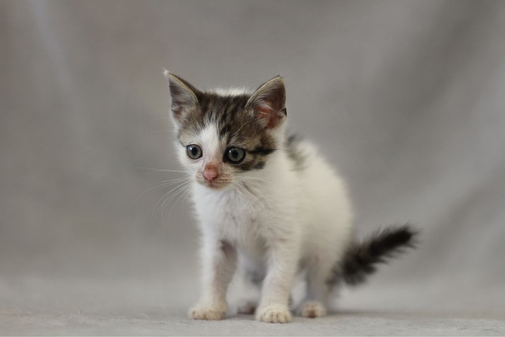 Kotka do adopcji