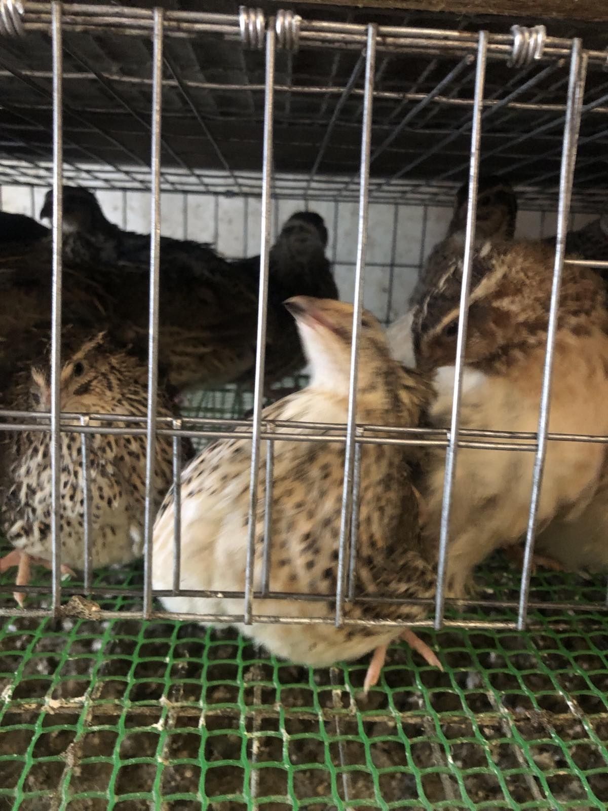 Перепел Яйцо Інкубаційне