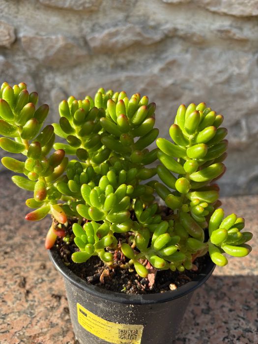Suculentas sedum  etc