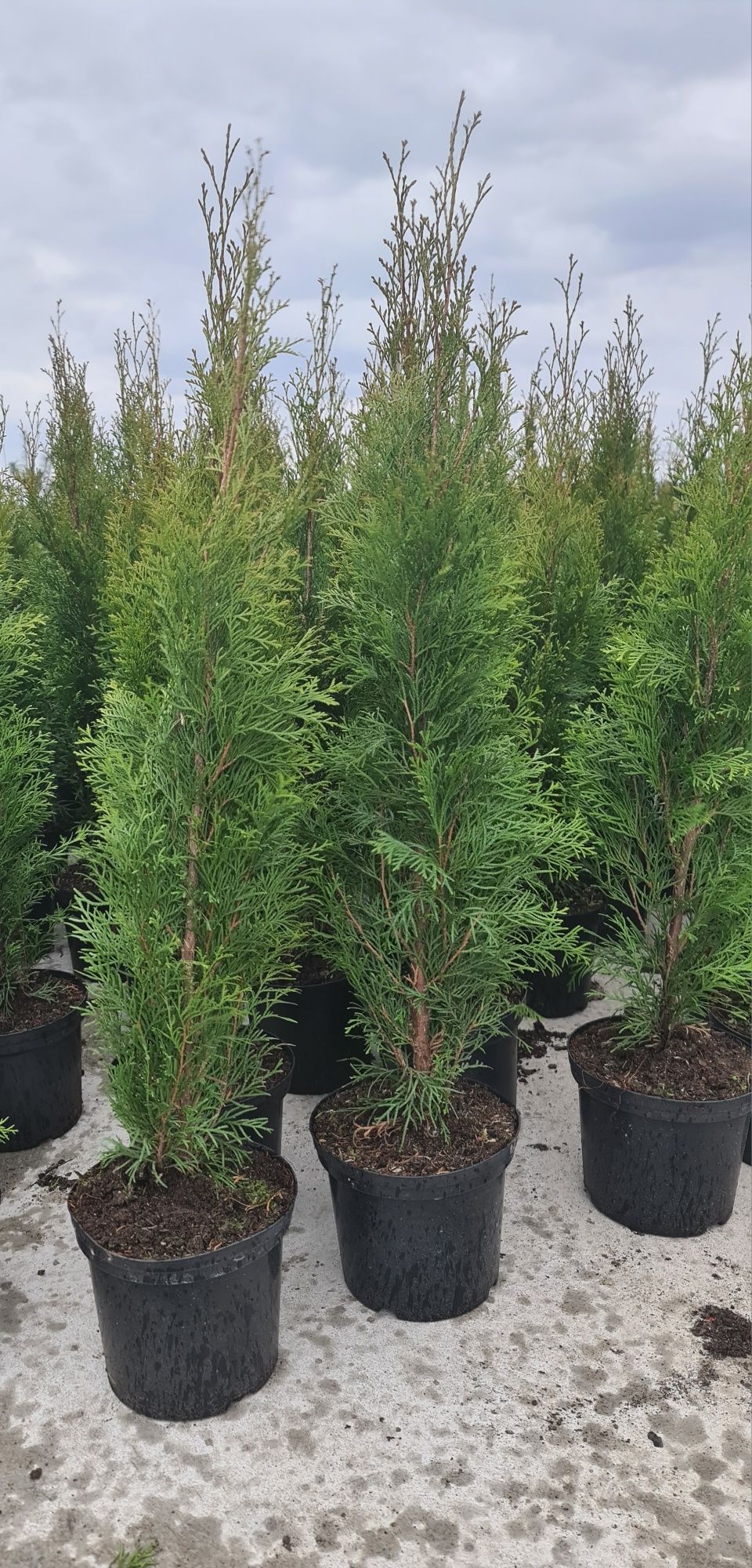 PROMOCJA  Tuja Thuja smaragd, szmaragd donica 110 cm 130cm 60 40 70