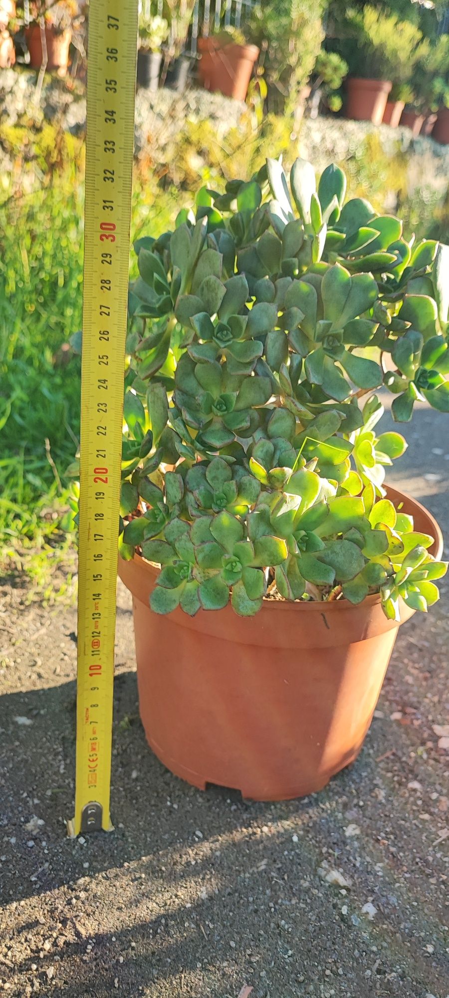Planta suculenta