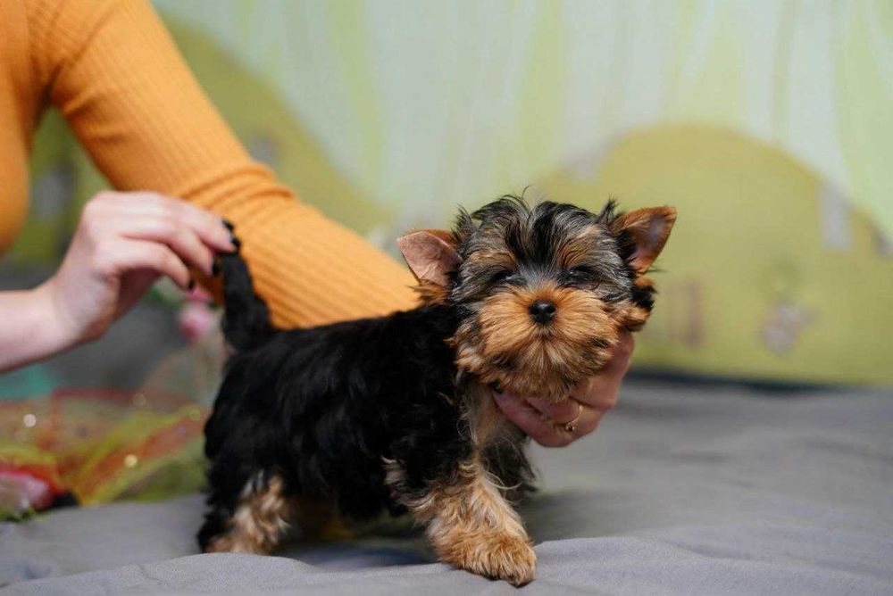 Йорк у серці: знайди свого друга!