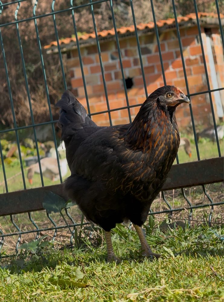 Ovos caseiros galados varias raças de poedeiras