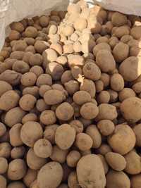 Ziemniaki skrobiowe Zuzanna sadzeniak