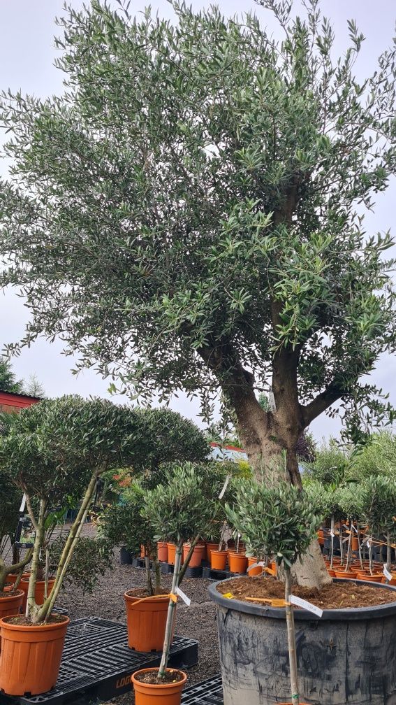Drzewo oliwne oliwka olea Europaea