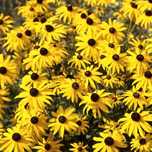 Rudbekia 5 Sztuk Sadzonki w Doniczkach