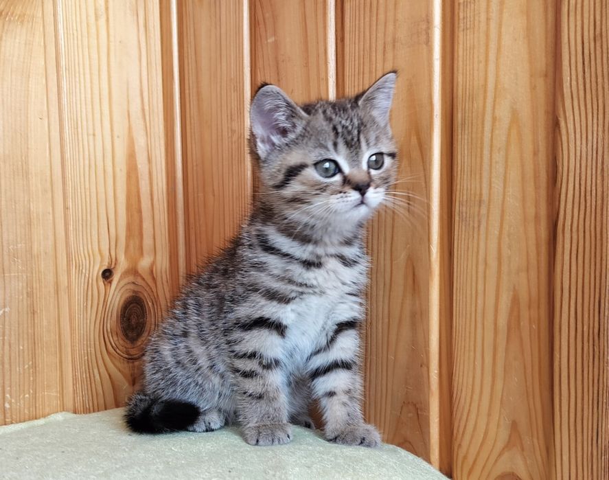 Дівчинка-красуня полосата шотландочка