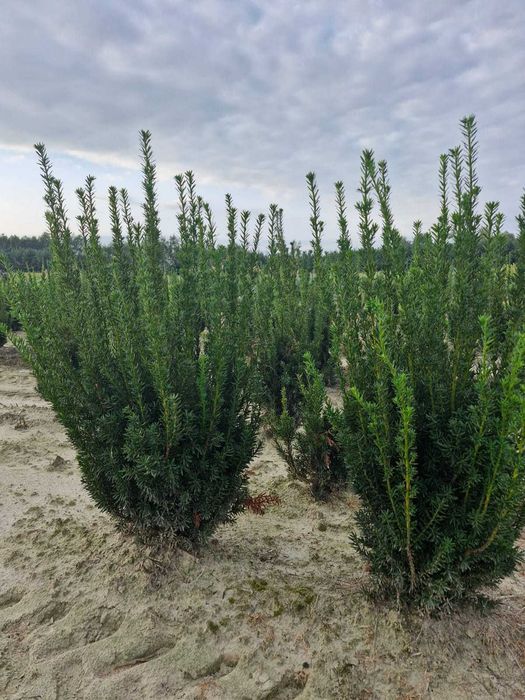 Cis HICKSI/HILLI 50-70cm doniczka/grunt/juta/taxus/bez owoców/żywopłot