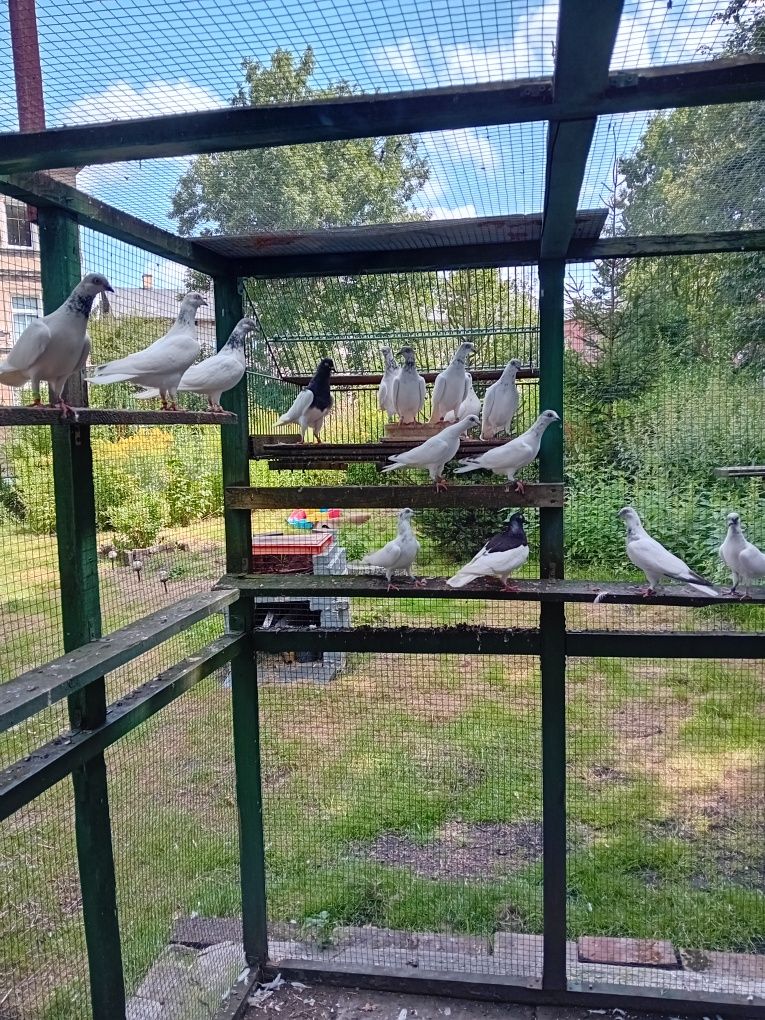 Budapeszty na srebrnym i jasnym siwym wianuszku