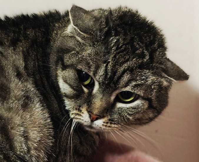 Дуже ніжна кішечка Аріша терміново дім, 1.5 р, кошка, кішечка, киця