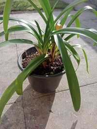 Planta Agapanthus africanus