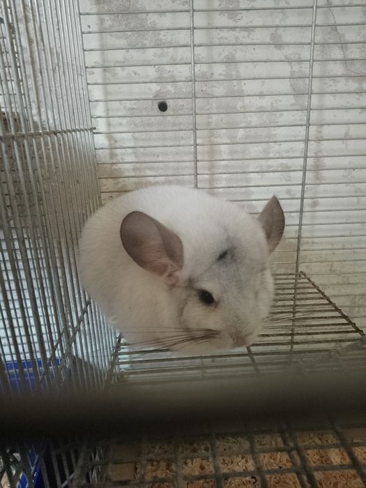 Sprzedam 2 szynszyle