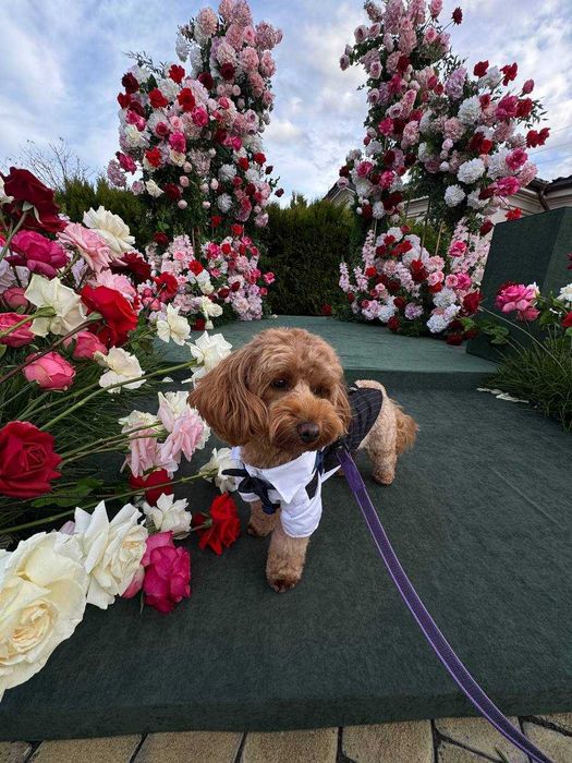 Супровід тварин на подіях чи при перевезенні / Няня для тварин / Вигул