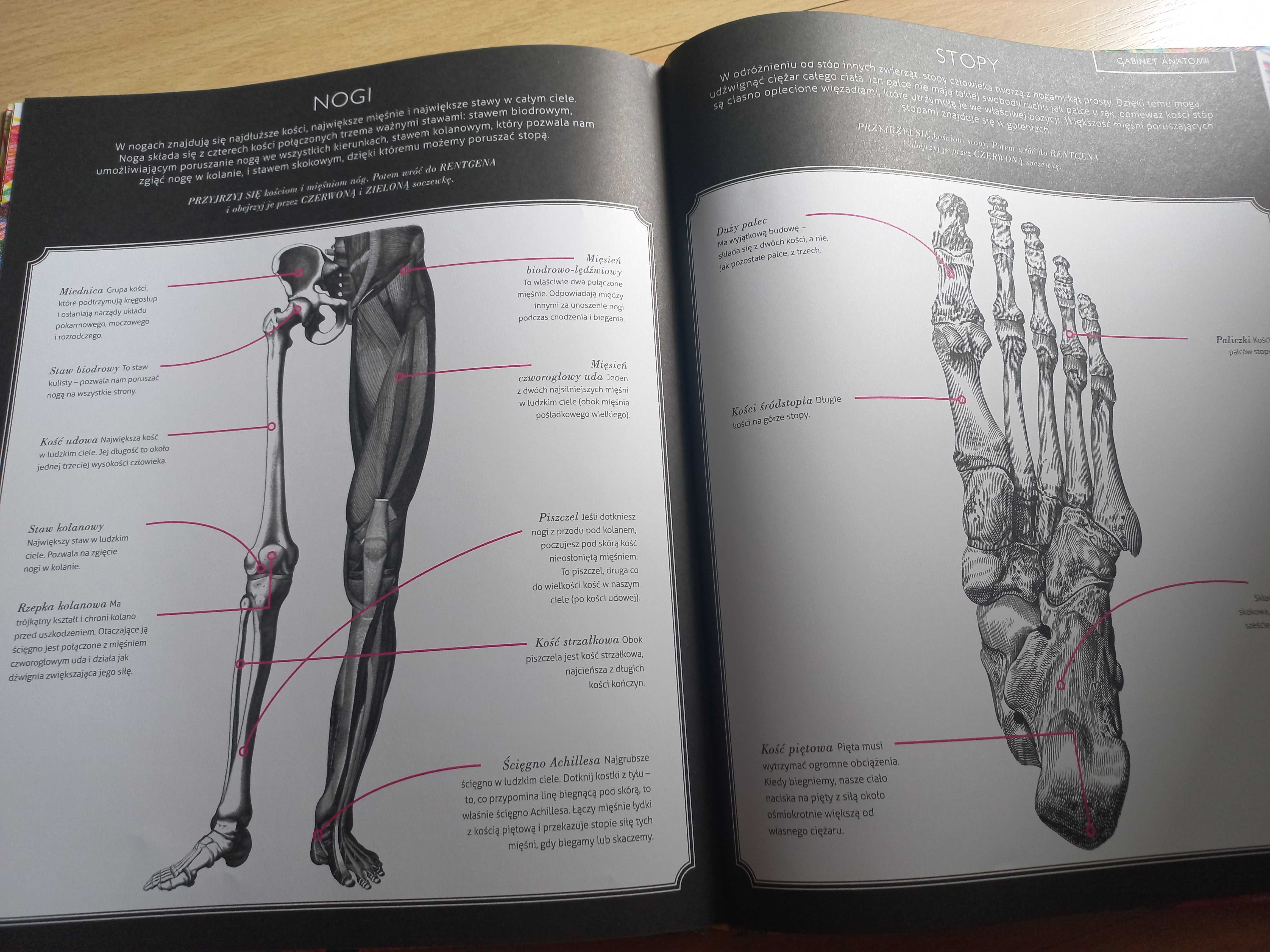 Książka Gabinet anatomii