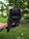 Szpic miniaturowy pomeranian xxs